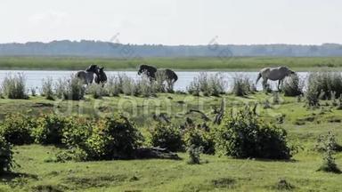 野马在拉脱维亚湖上的草地上吃草